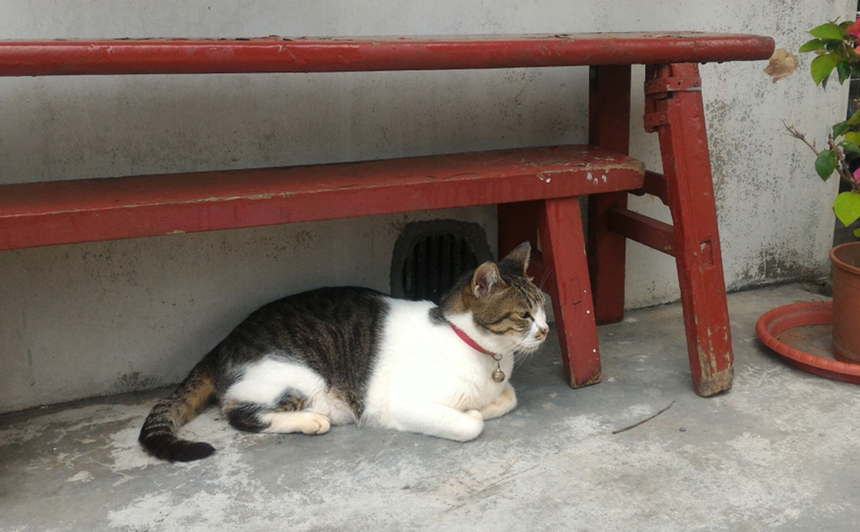 猫好き天国 台湾の猫村 猴硐 ホウトン 台湾甜商店 Taiwan Ten Cafe